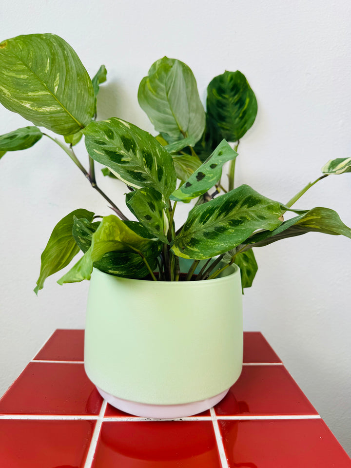 Sage Green Ceramic Plant Pot – 16cm