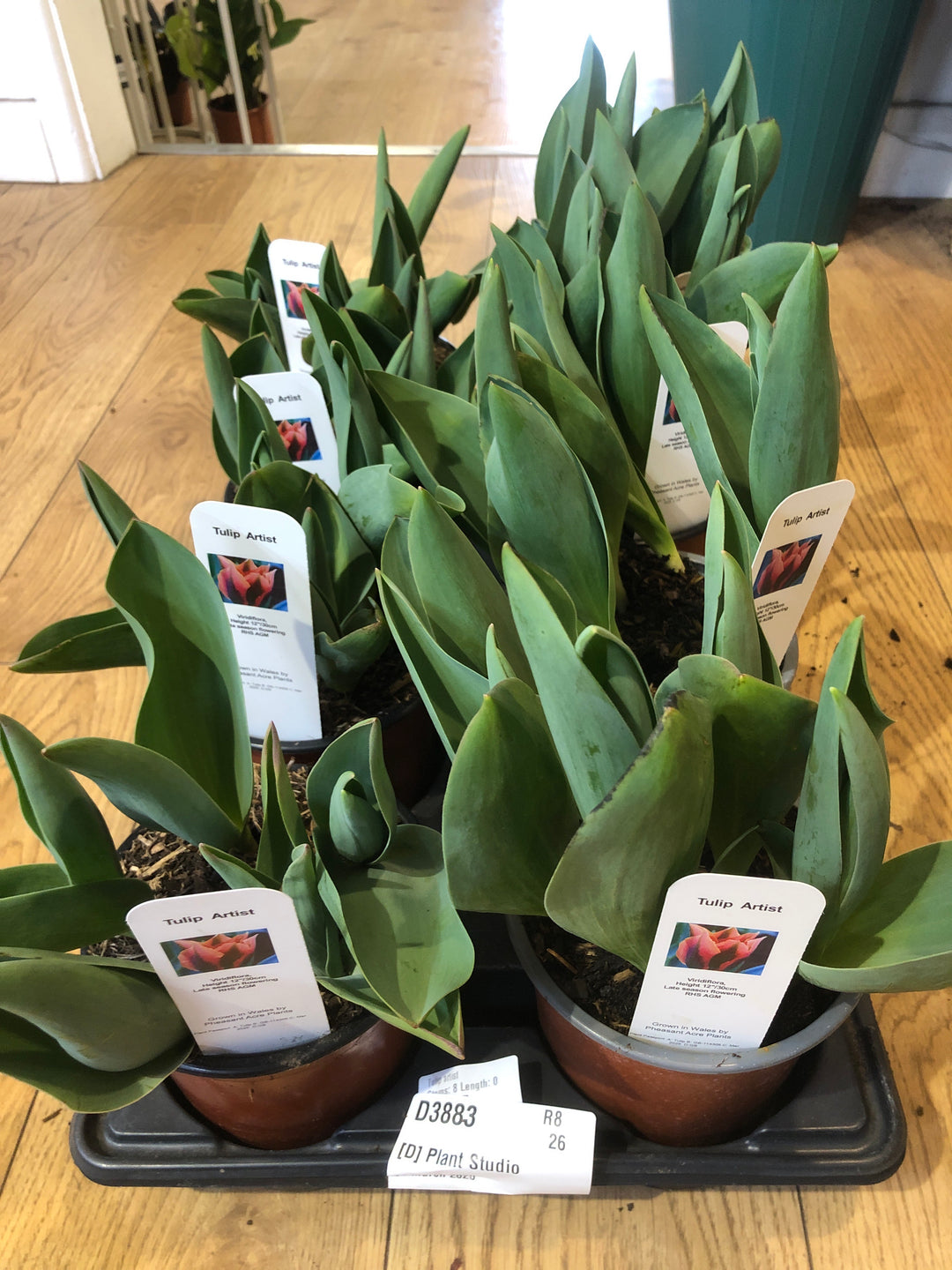 Tulips Artist English Grown