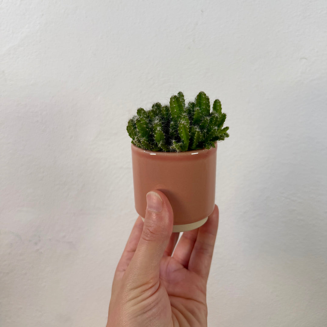 Peach Mini Pot — 8cm