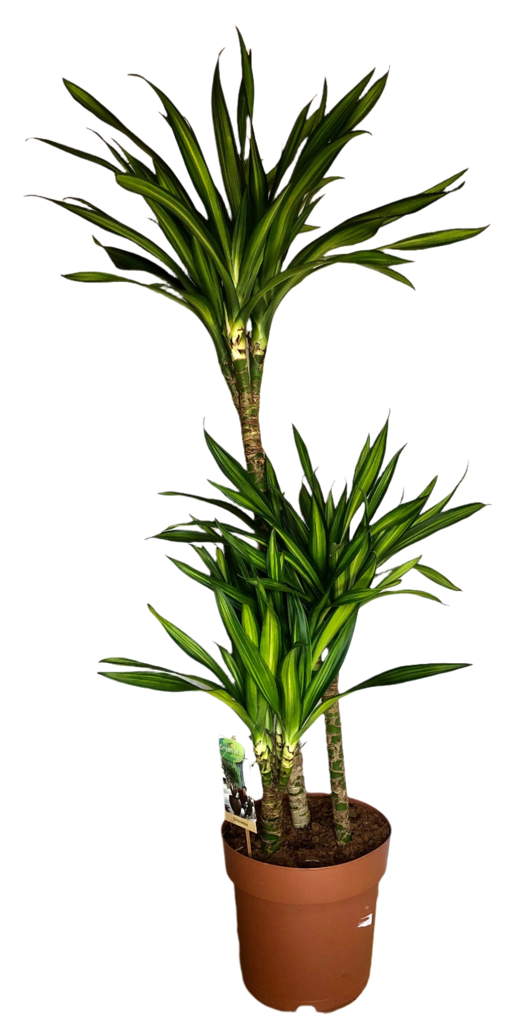 dracaena rikki plant Dracaena Riki – Plant Studio