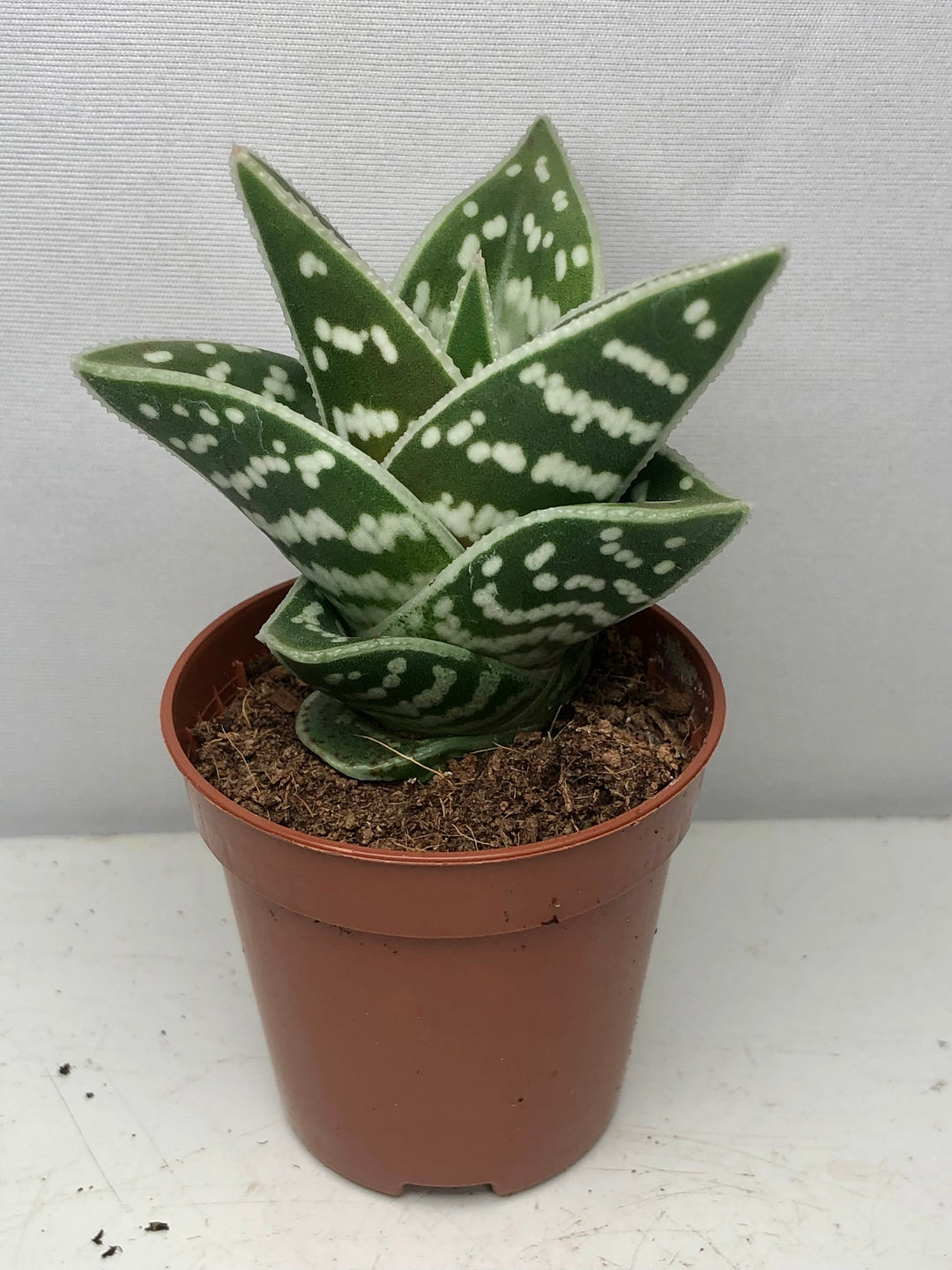 Tiger Aloe