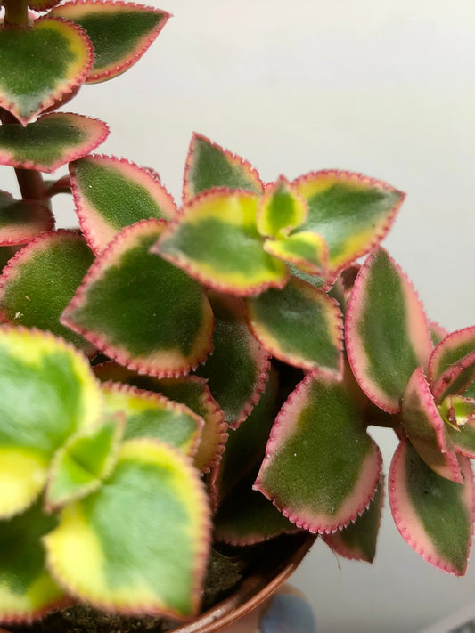 Crassula sarmentosa 'Variegata' - Variegated Jade plant