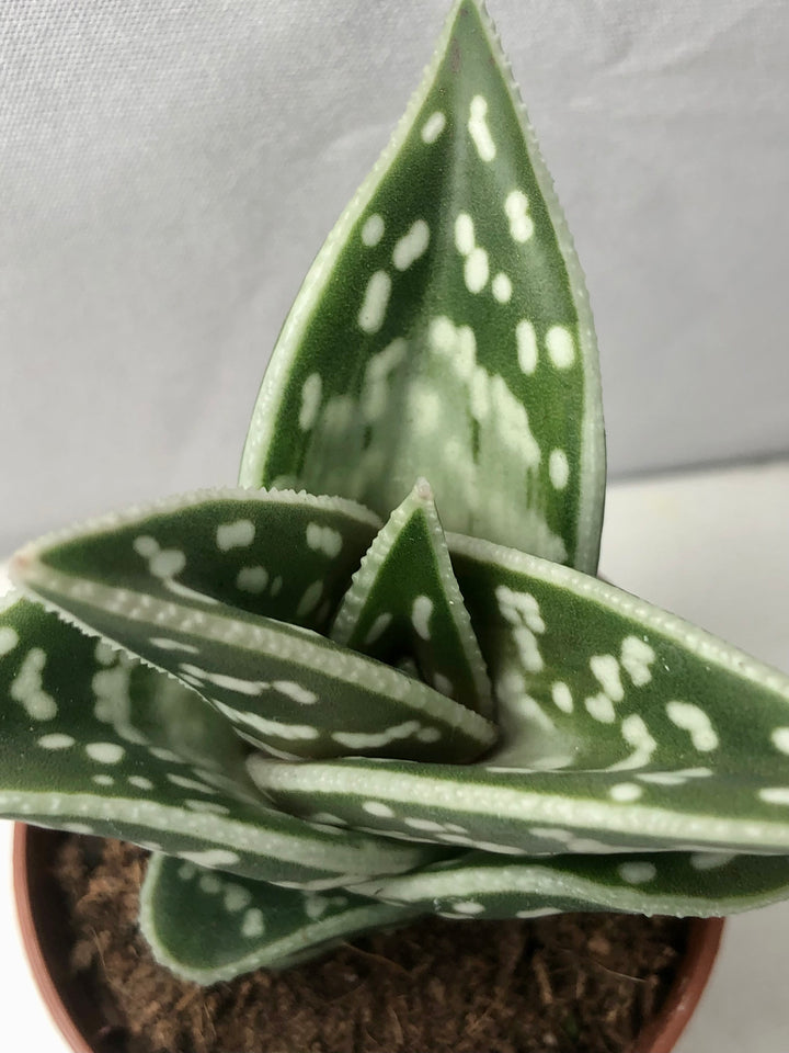 Tiger Aloe