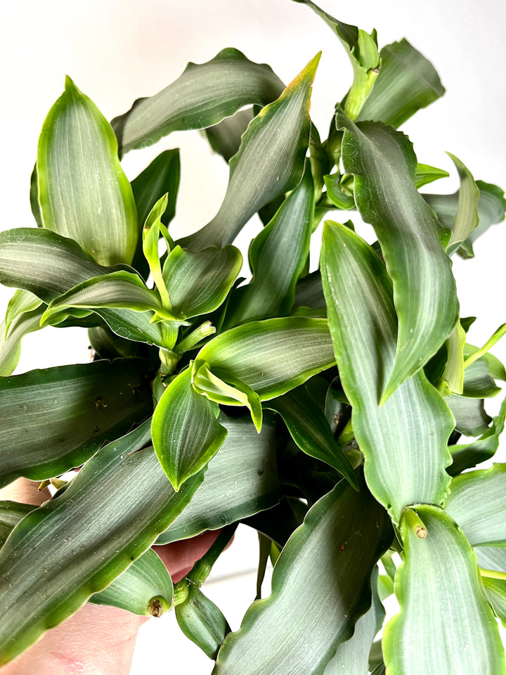 Murdannia Loriformis 'Bright Star'