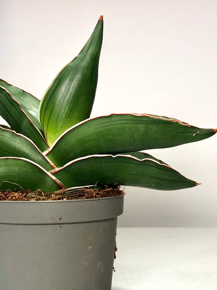 Sansevieria Samurai