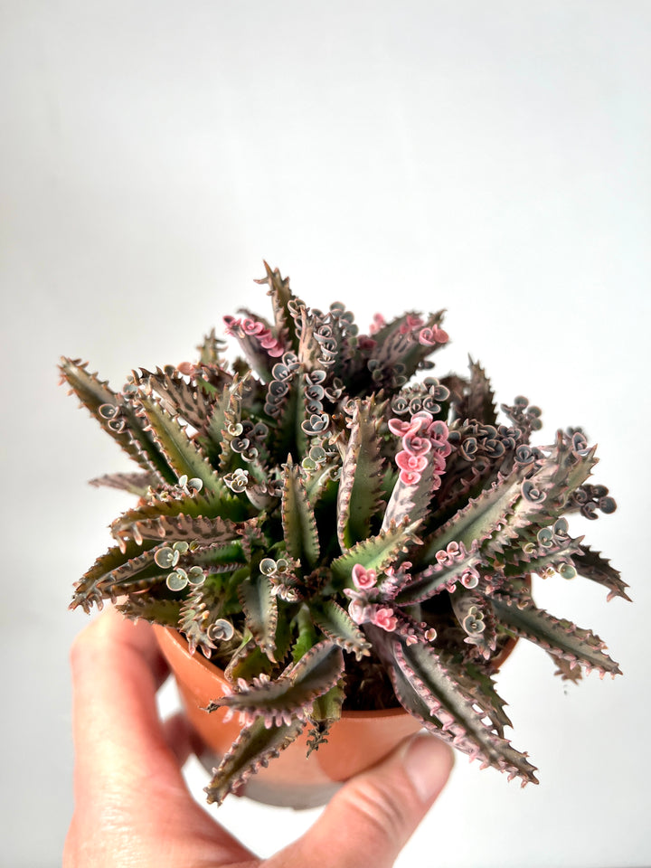 Kalanchoe Daigremontiana