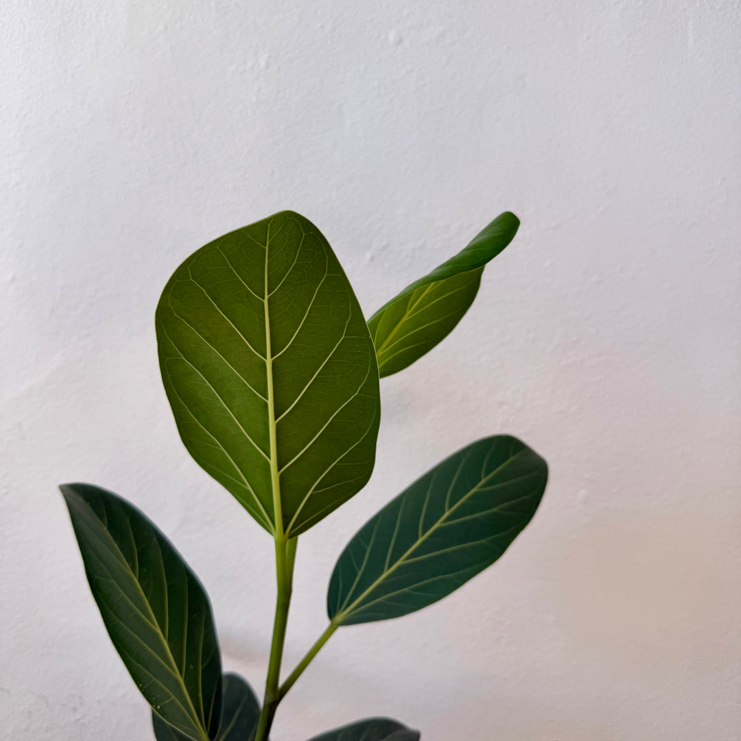 Ficus Benghalensis