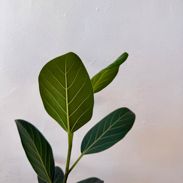 Ficus Benghalensis
