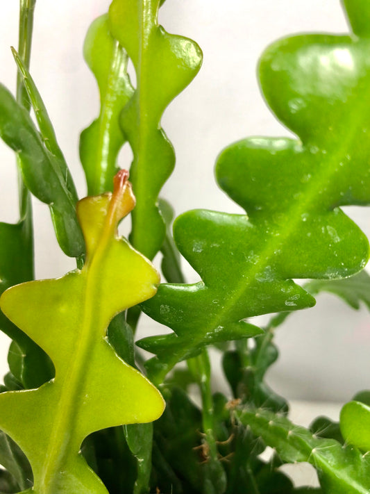 Epiphyllum Anguliger - Fishbome Cacti