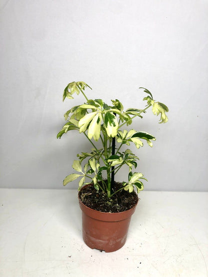 Schefflera Janine