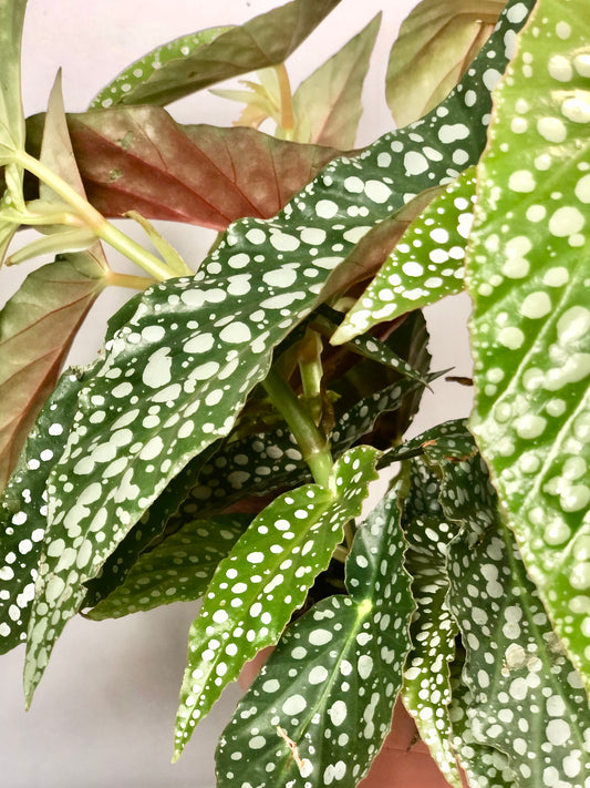 Begonia Maculata - double dot