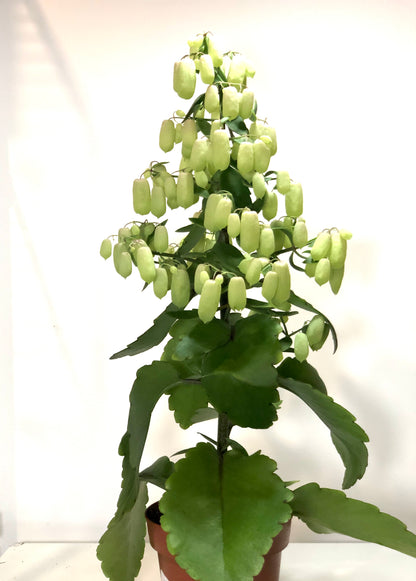 Kalanchoe Magic Bell