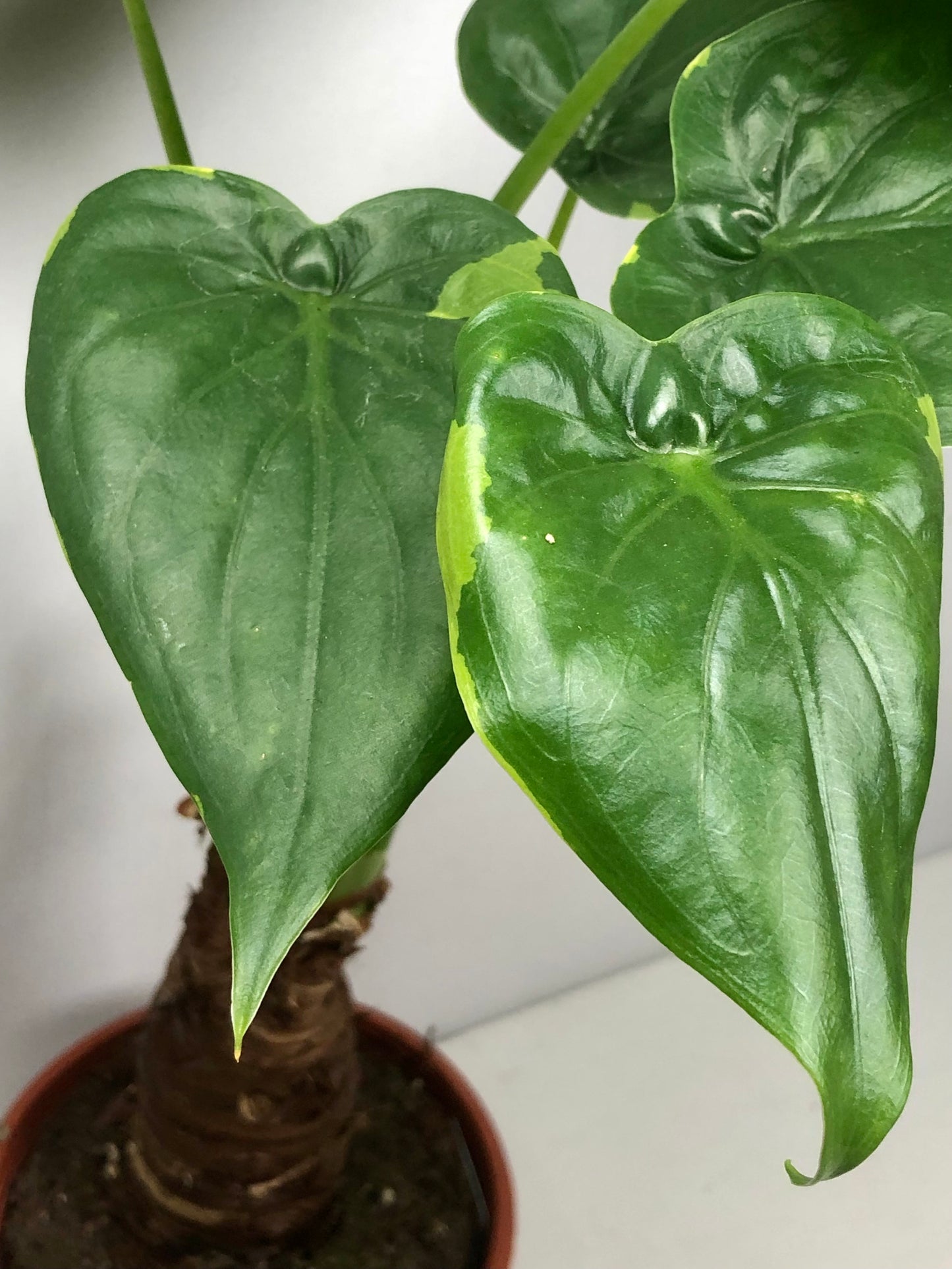 Alocasia cucullata -