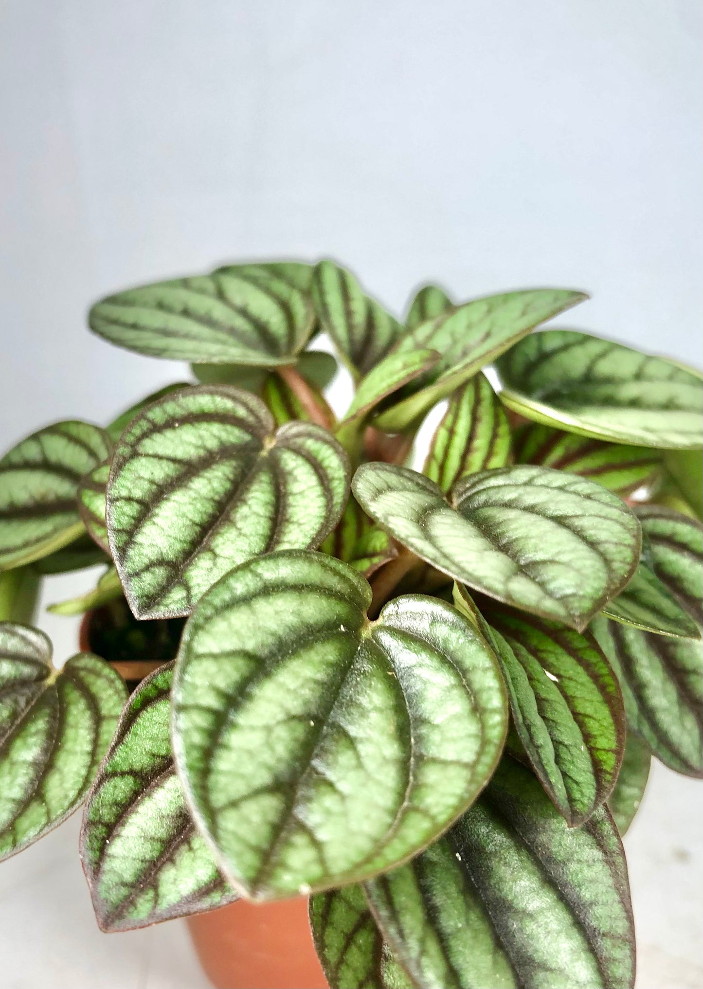 Peperomia Piccolo Banda