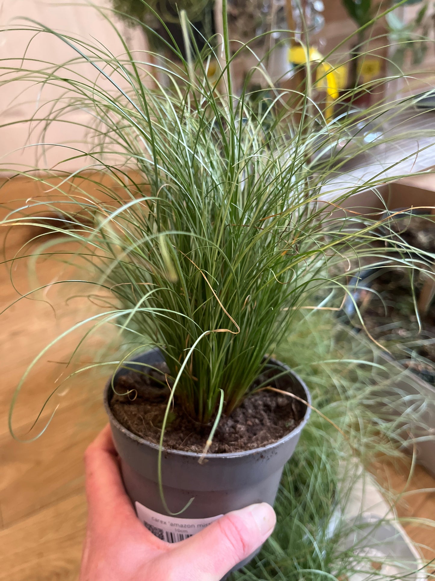 Carex 'Amazon Mist'