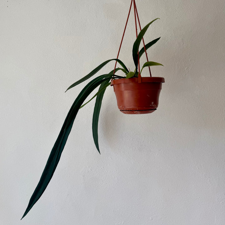 Anthurium vittarifolium – Strap Leaf Anthurium