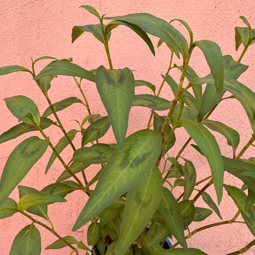 Persicaria odorata (Vietnamese Coriander)