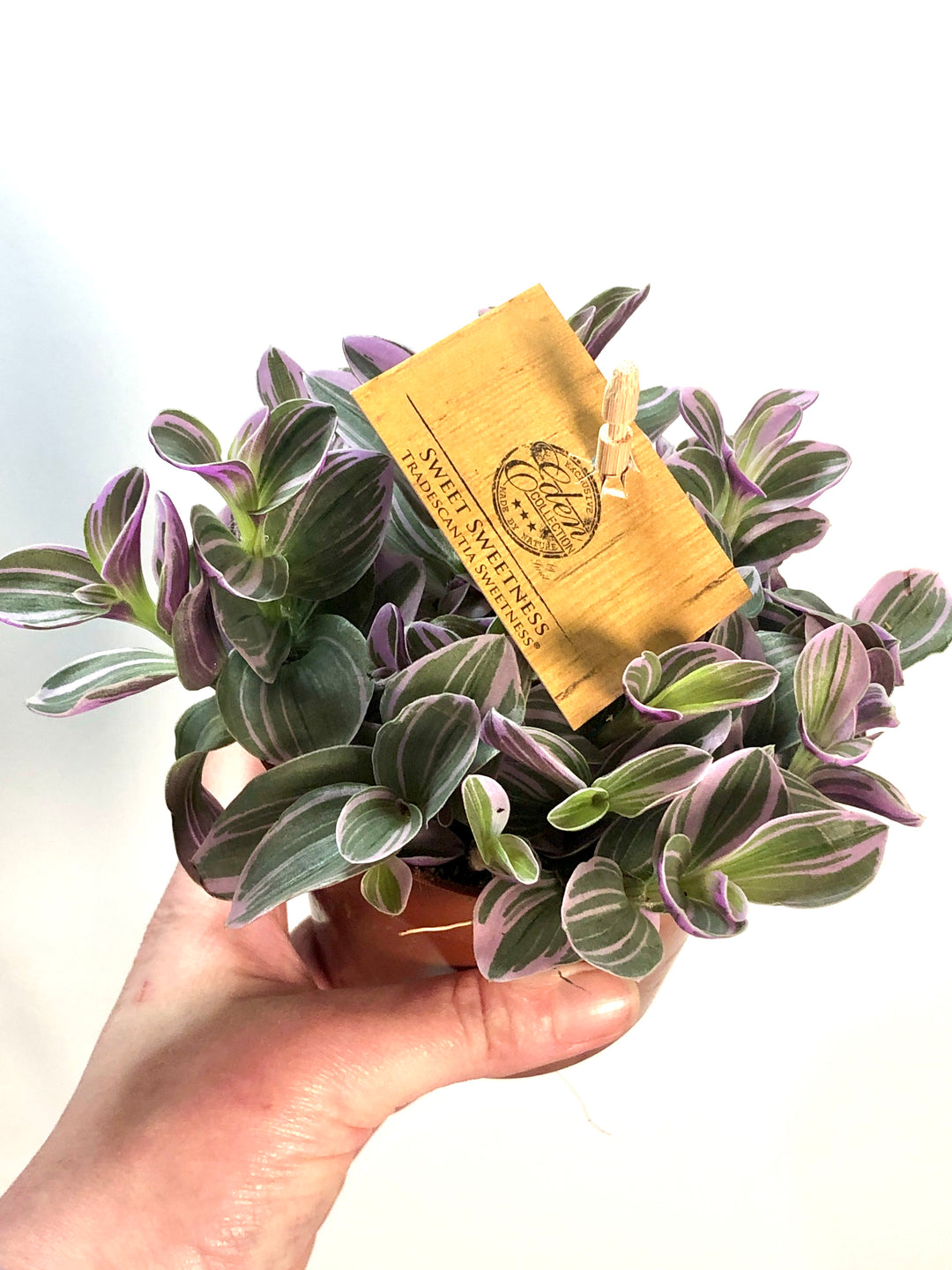 Tradescantia Sweetness
