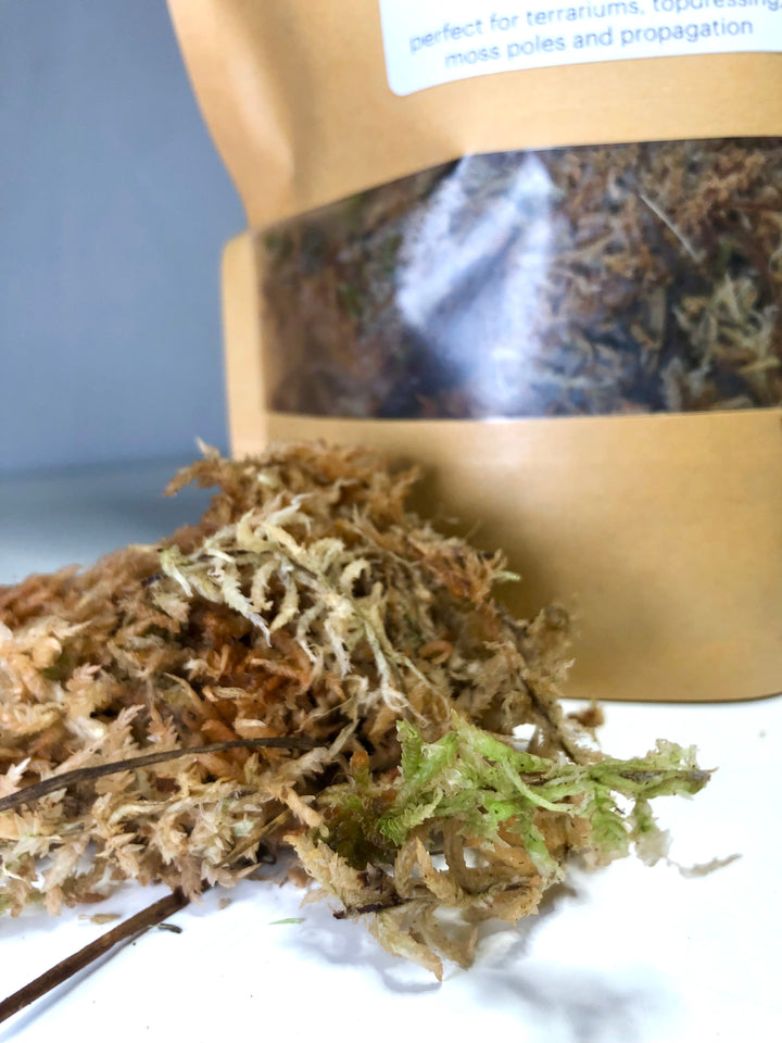 Live Sphagnum Moss - Sphagnum platyphyllum