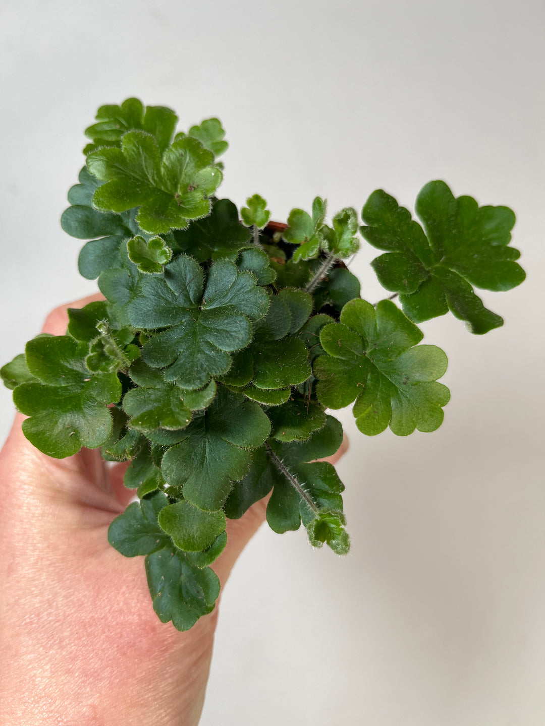Doryopteris cordata -hand fern