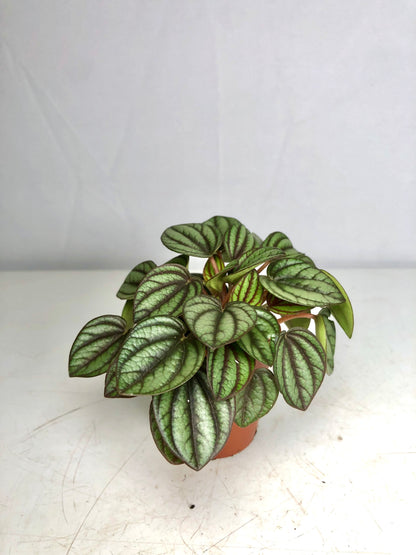 Peperomia Piccolo Banda