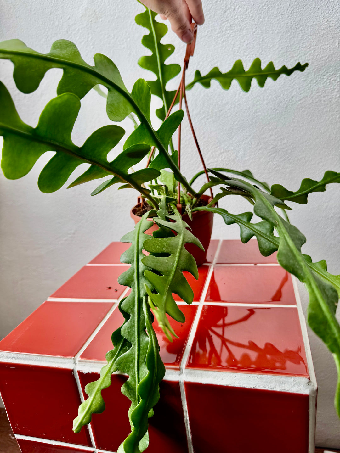 Epiphyllum Anguliger - Fishbone Cacti