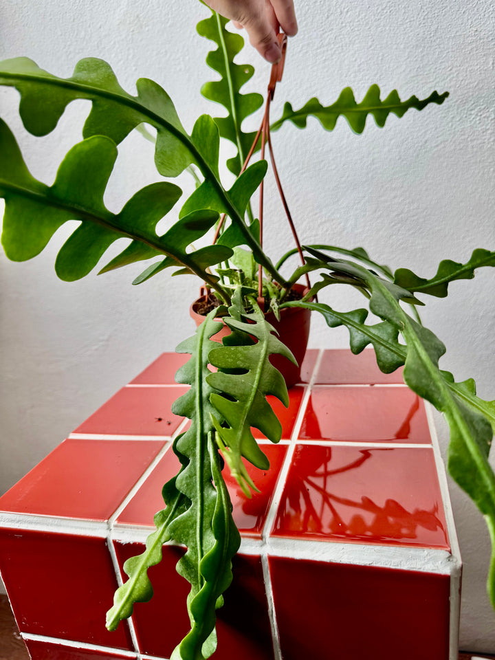 Epiphyllum Anguliger - Fishbone Cacti
