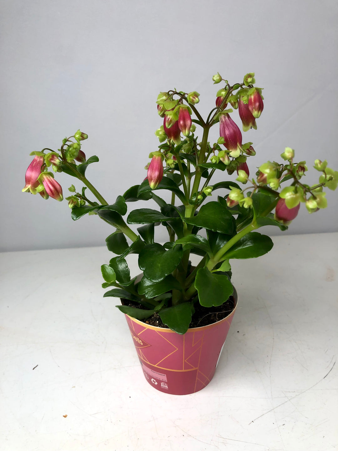 Kalanchoe Dream Bells