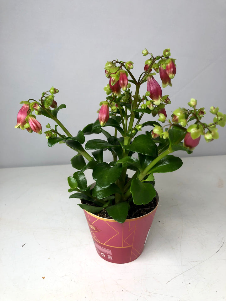 Kalanchoe Dream Bells
