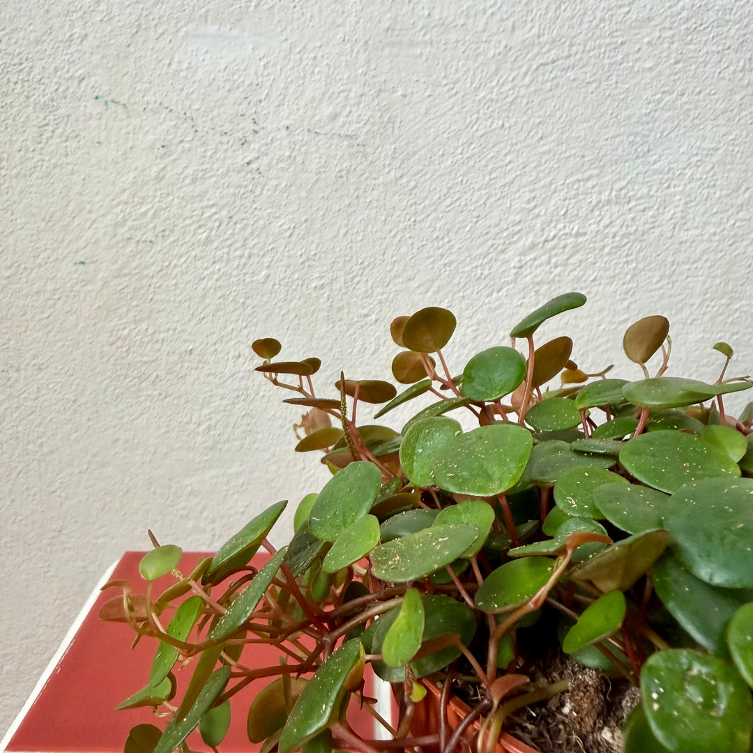 Peperomia Prostrata Pepperspot - String of Coins