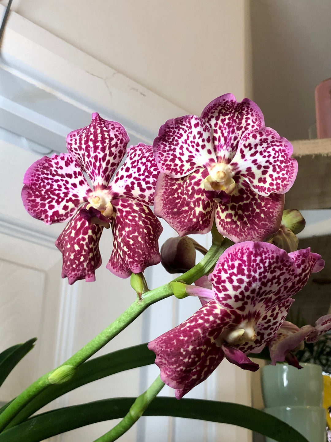 vanda orchid potting mix Vanda Orchid – Plant Studio