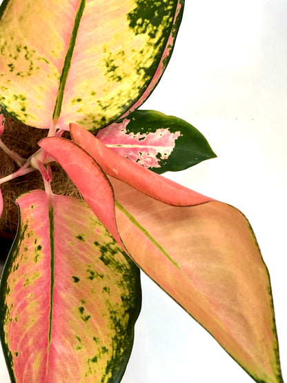 Aglaonema Flamingo