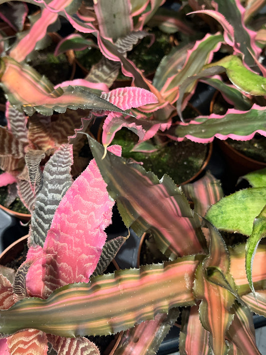 Cryptanthus specail mix– Earth Stars Bromeliad