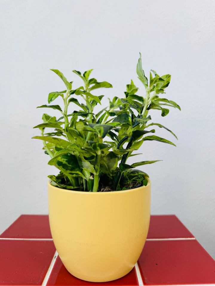 Matte Ceramic Plant Pot 12cm – Yellow
