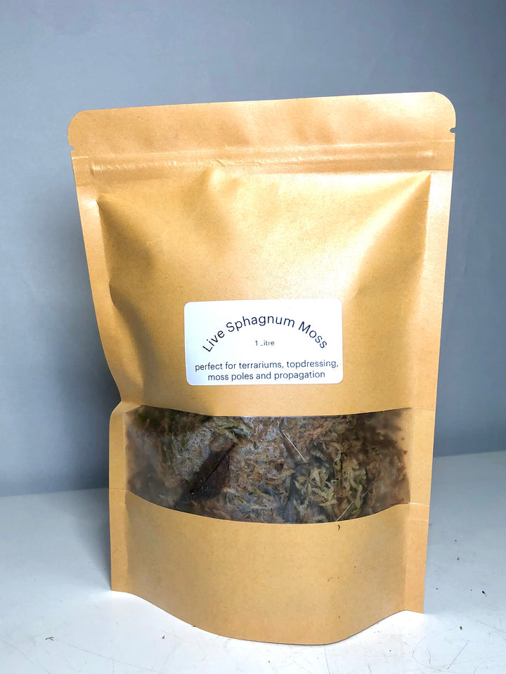 Live Sphagnum Moss - Sphagnum platyphyllum