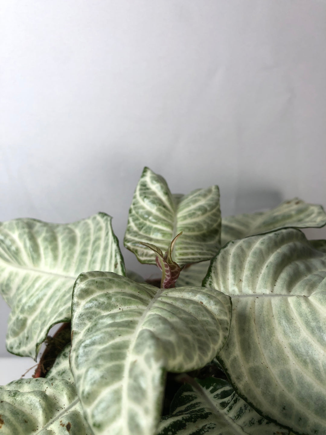 Aphelandra White Wash