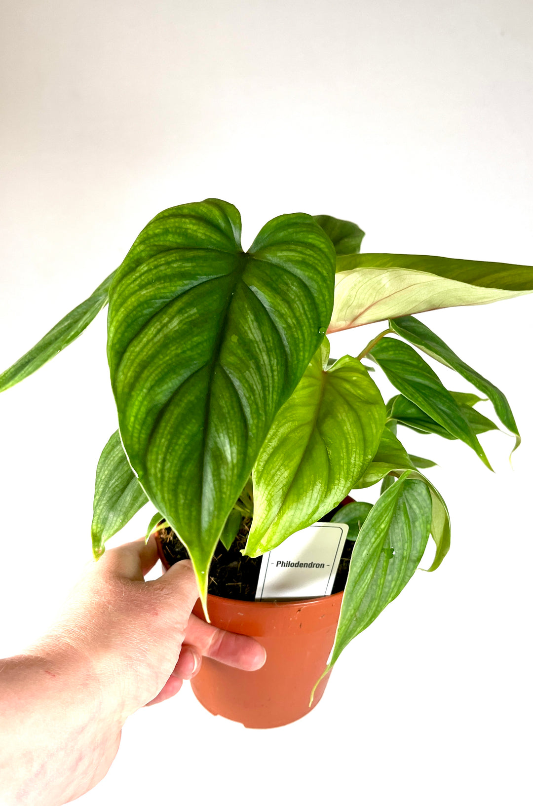 Philodendron Plowmanii
