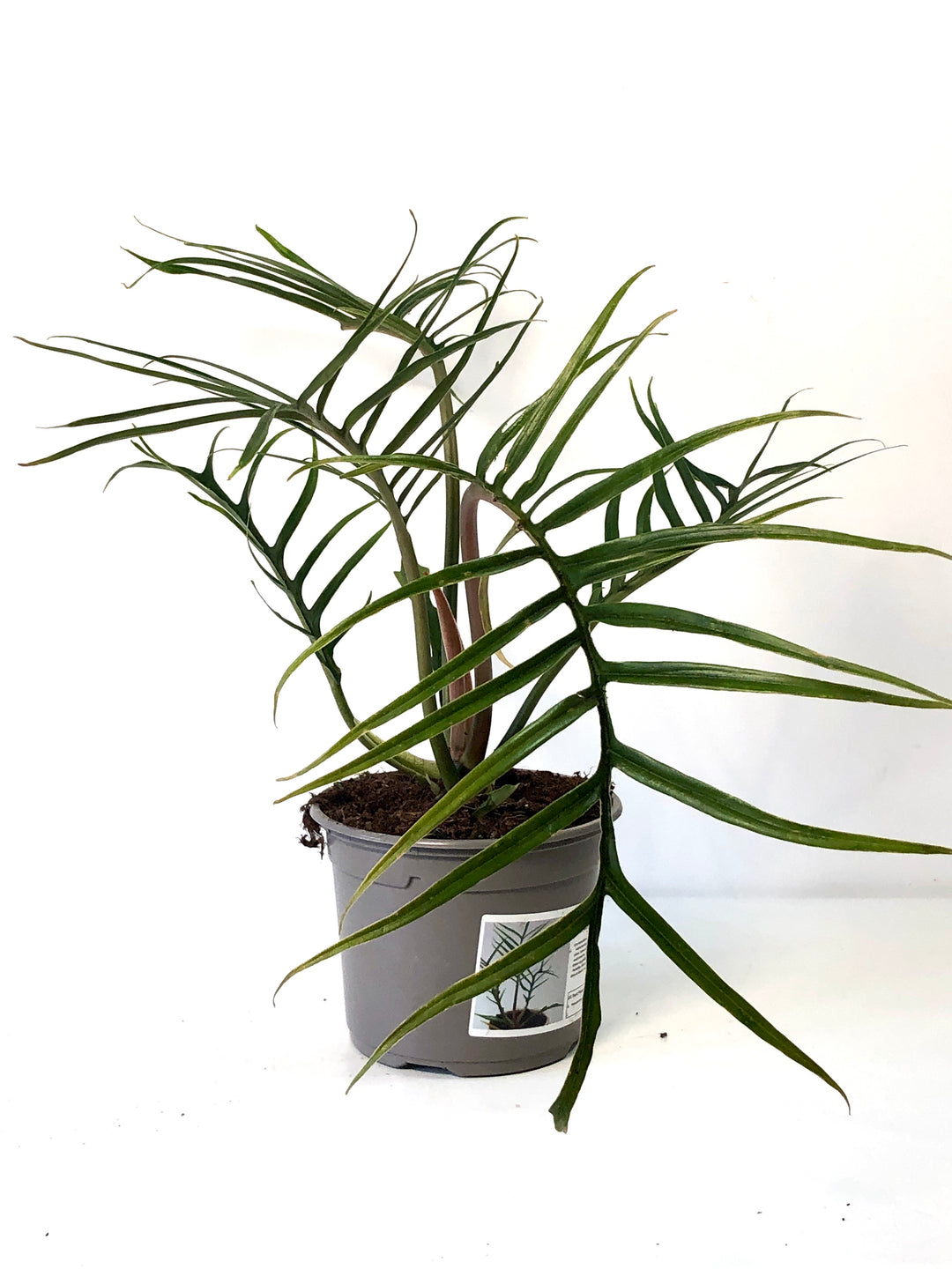 Philodendron Bipinnatifidum Tortum