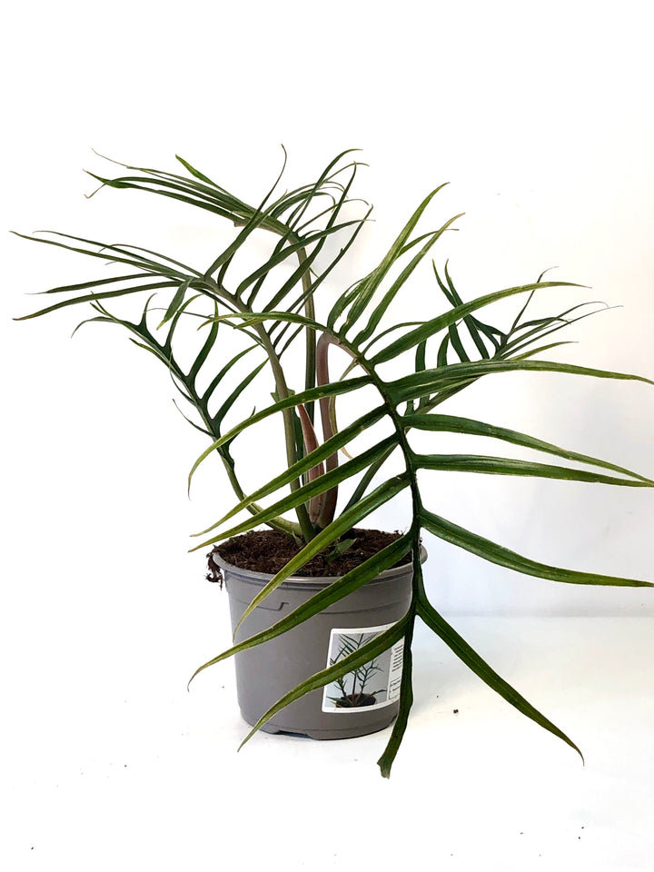 Philodendron Bipinnatifidum Tortum