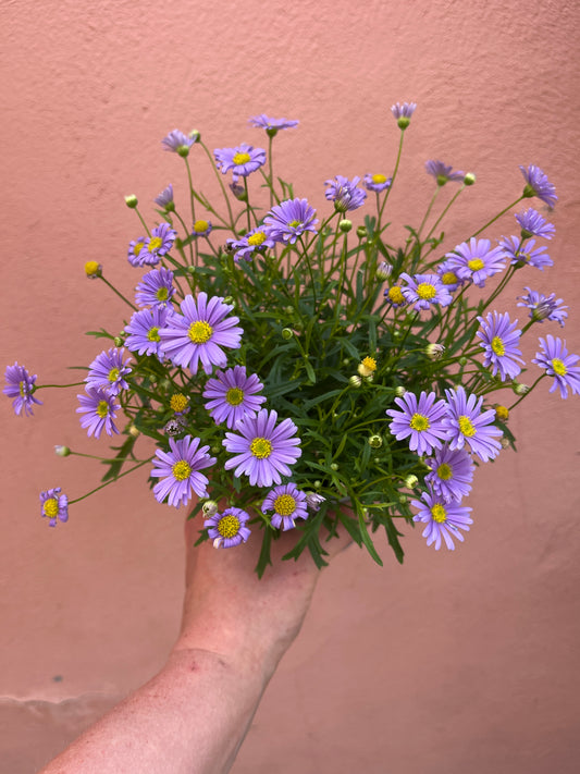 Brachycome ‘Mauve Delight - Swan River Daisy