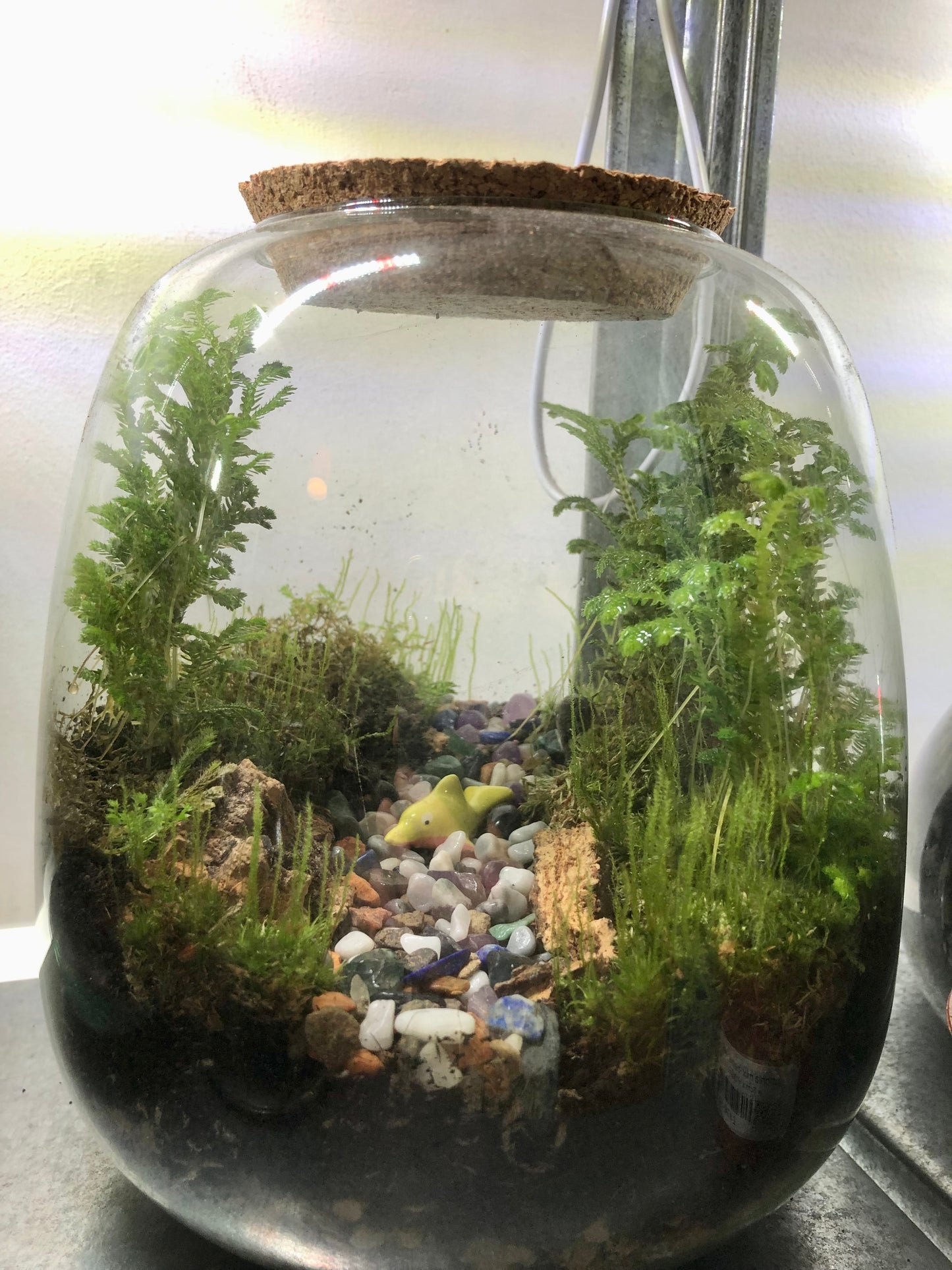 Richmond 19 x 20 Plant Studio Terrarium