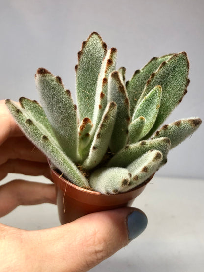 Kalanchoe tomentosa - panda plant