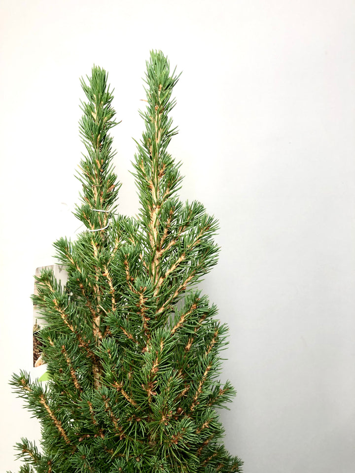 Picea glauca 'Perfecta'