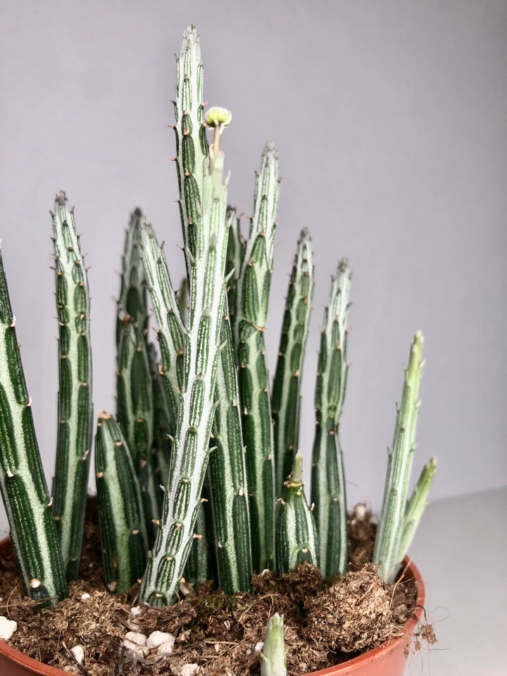 Senecio Stapeliformis - pickle cactus
