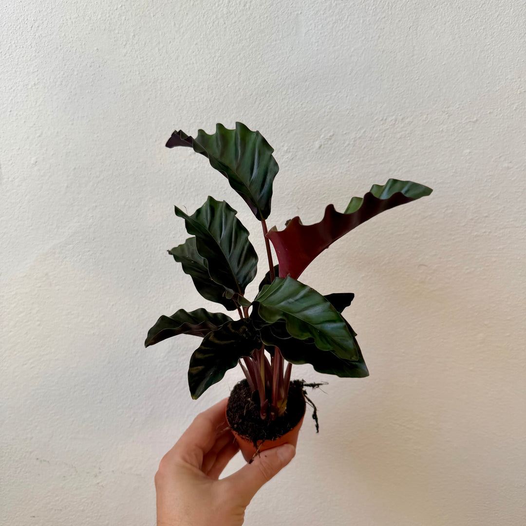 Calathea 'Velvet Glory'