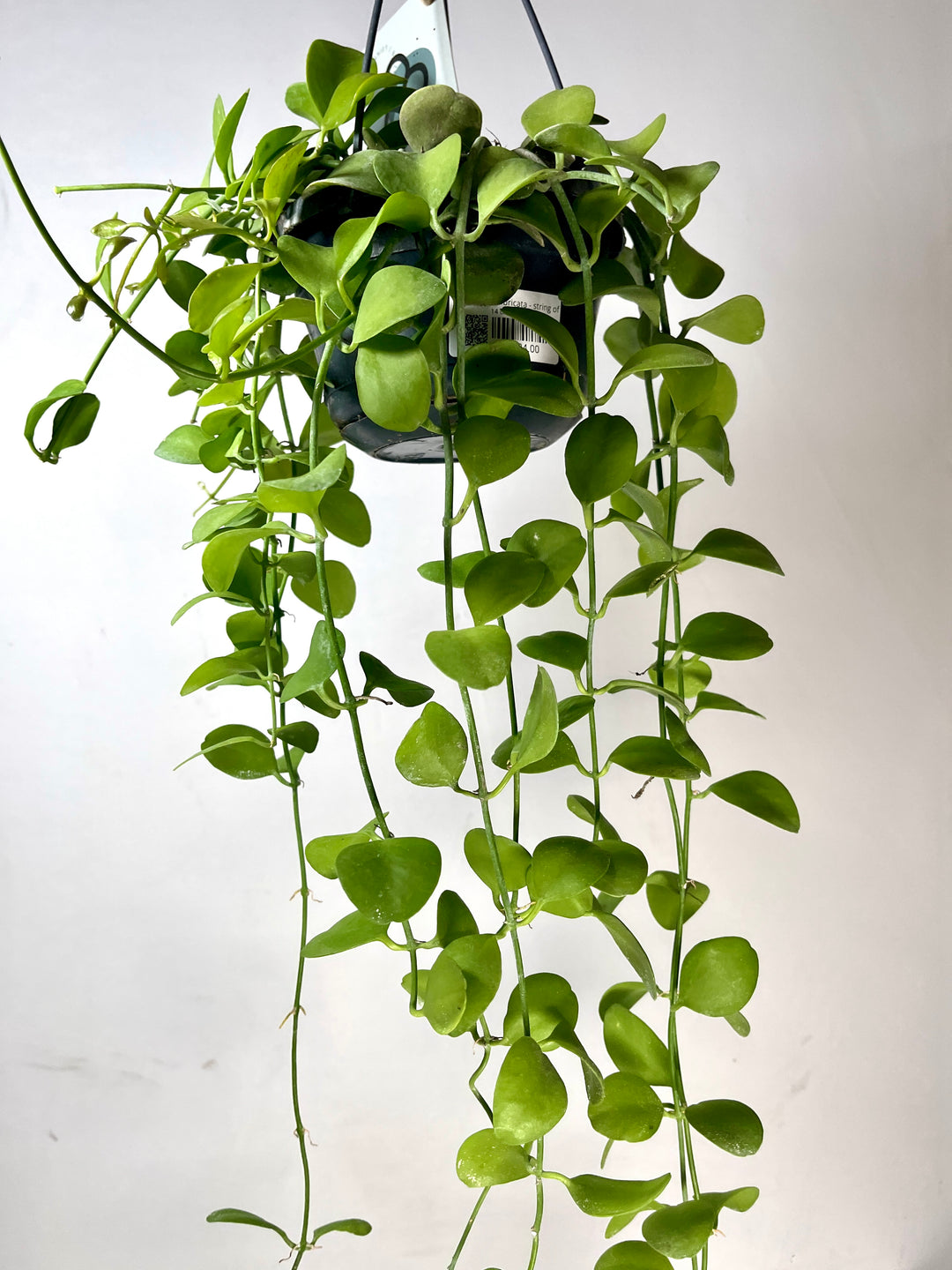 Dischidia imbricata - string of nickels