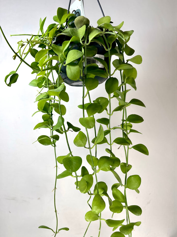 Dischidia imbricata - string of nickels