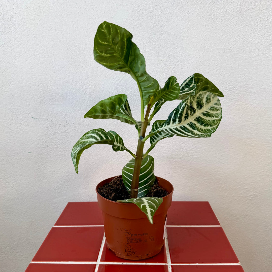 Aphelandra squarrosa ‘Dania’ — Zebra Plant