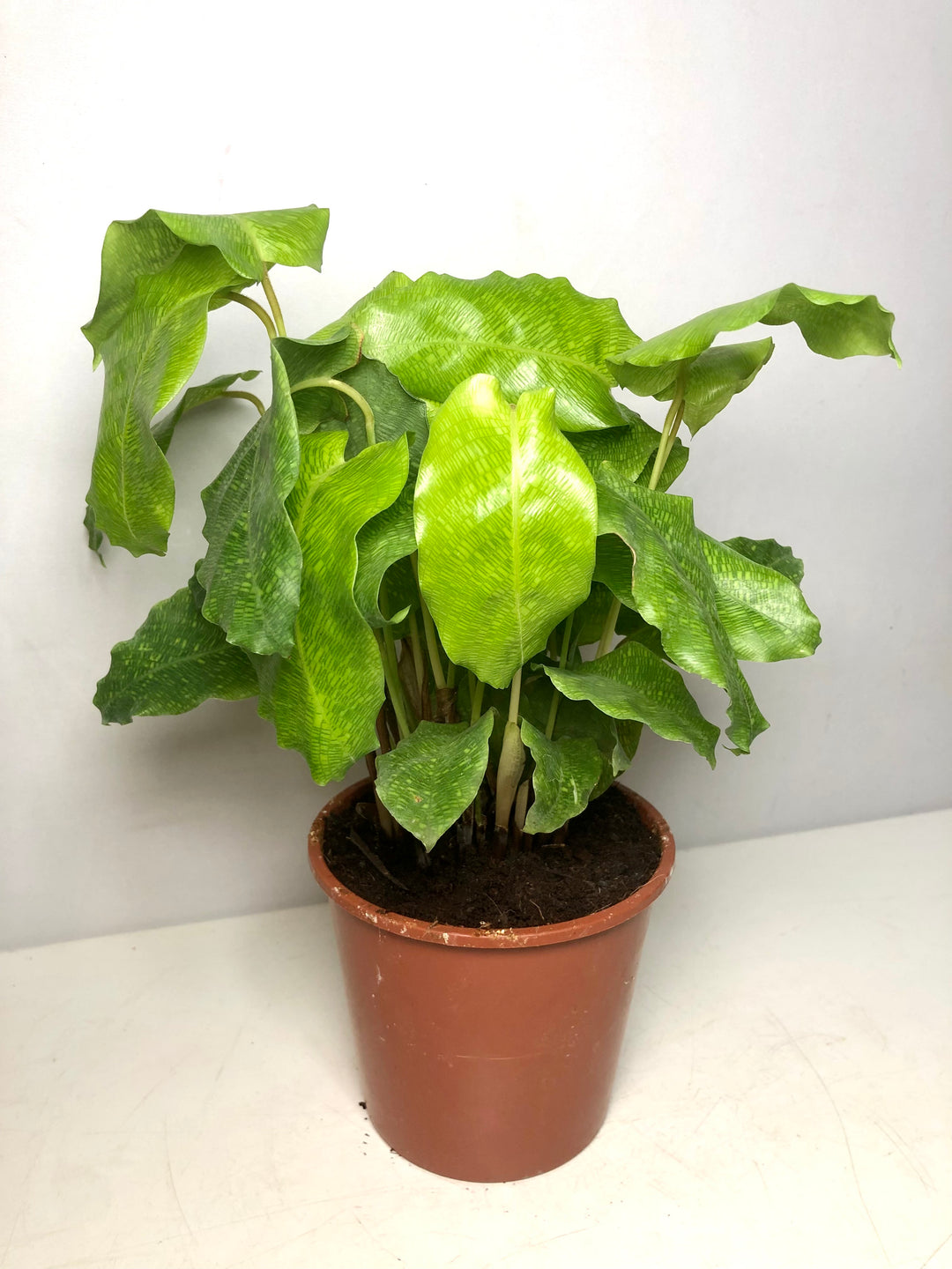 Calathea Musaica Network