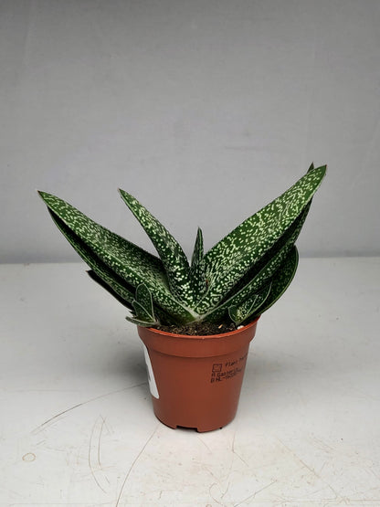 Gasteria Littele Worthy